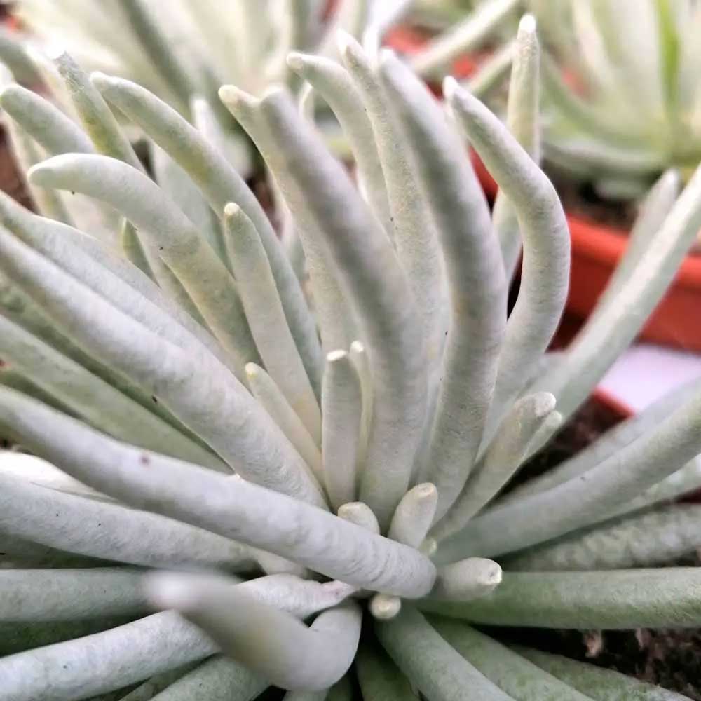 SENECIO SCAPOSUS VASO 11CM