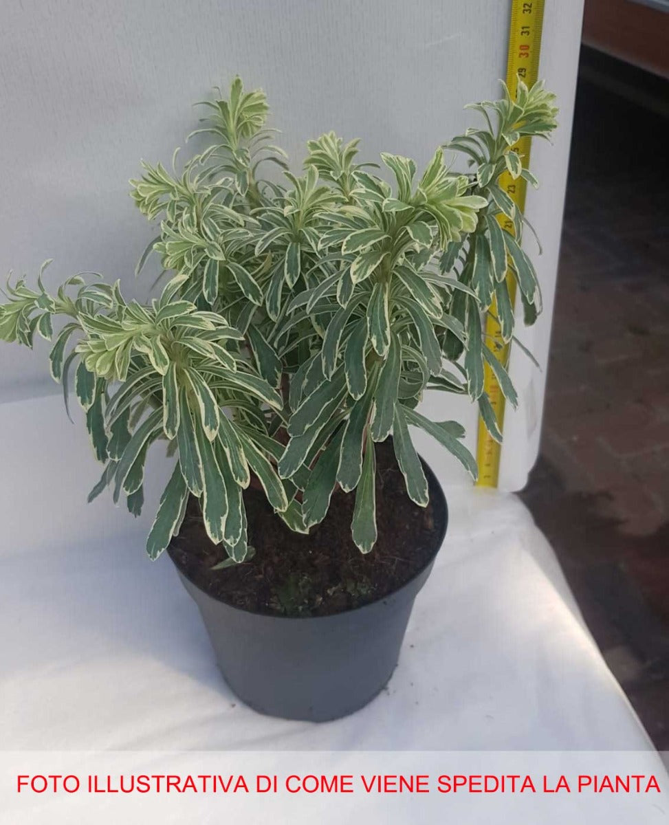 EUPHORBIA CHARACIAS SILVER SWAN VASO 15CM