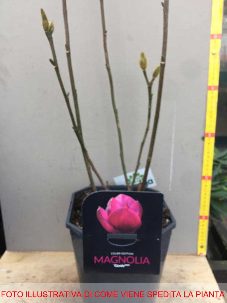 MAGNOLIA GENIE VASO 21CM