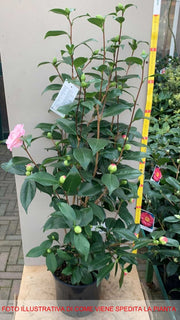 CAMELIA JAPONICA NUCCIO'S PEARL VASO 17CM