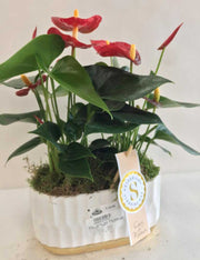 ANTHURIUM ROYAL RED IN VASO 18CM