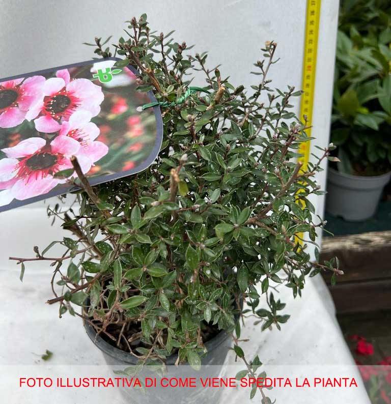 LEPTOSPERMUM MANUKA IN VASO 15CM