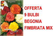 OFFERTA 9 BULBI BEGONIA FIMBRIATA MIX DI COLORI
