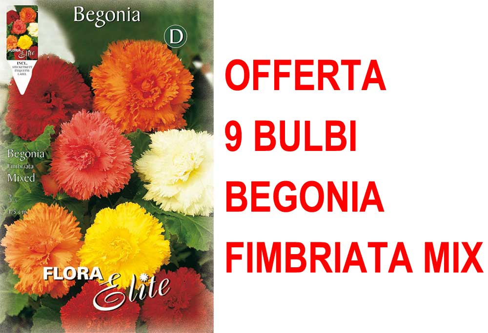 OFFERTA 9 BULBI BEGONIA FIMBRIATA MIX DI COLORI