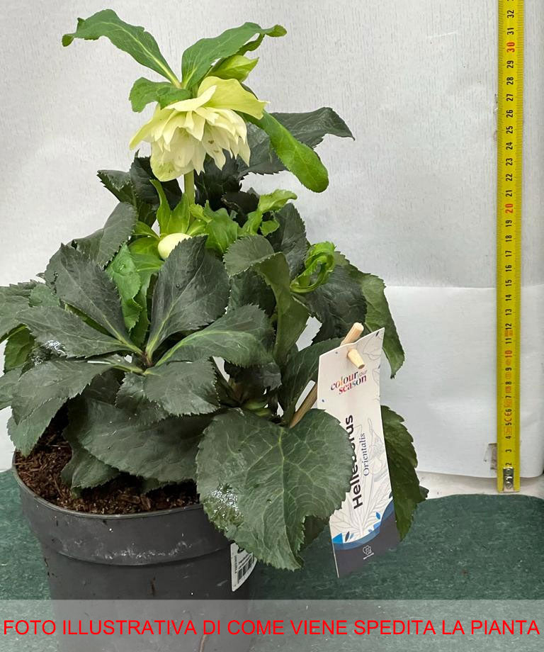 HELLEBORUS ORIENTALIS ROSA DI NATALE ASSORTITO VASO 15CM