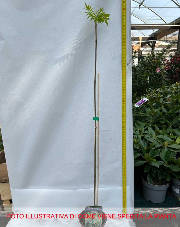 EVODIA ALBERO DEL MIELE VASO 10CM