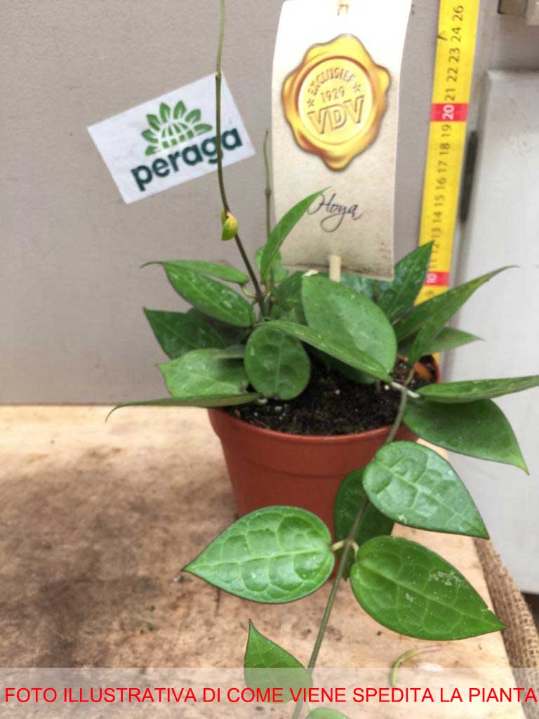 HOYA PARASITICA BLACK FIORE DI CERA VASO 12CM
