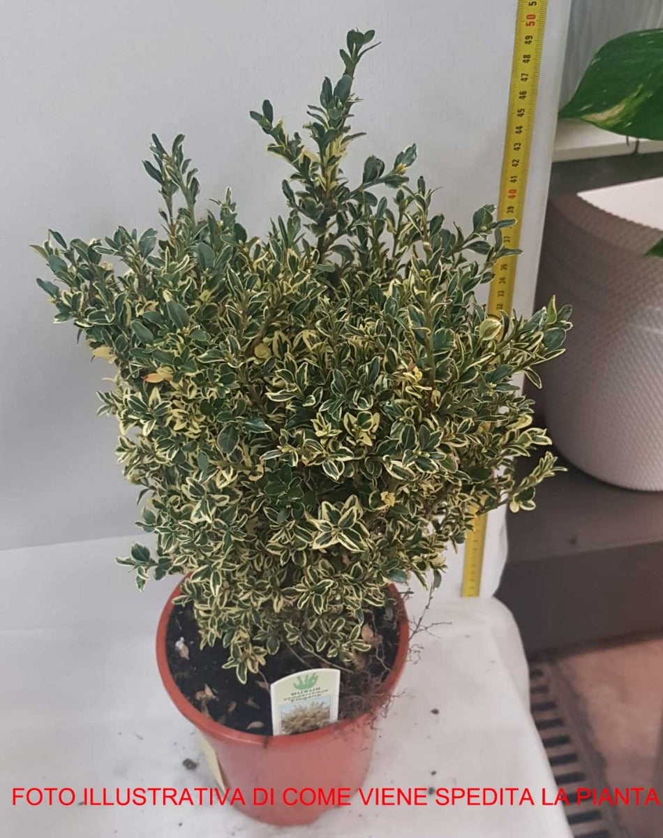 BUXUS SEMPERVIRENS ELEGANS VASO 17CM
