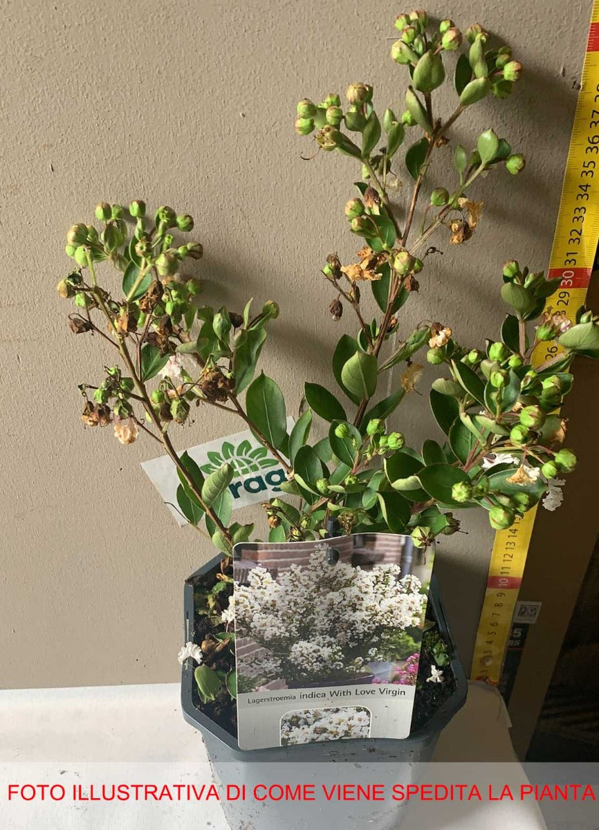 LAGERSTROEMIA INDICA WITH LOVE VIRGIN VASO 17CM