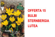 OFFERTA 15 BULBI STERNBERGIA LUTEA