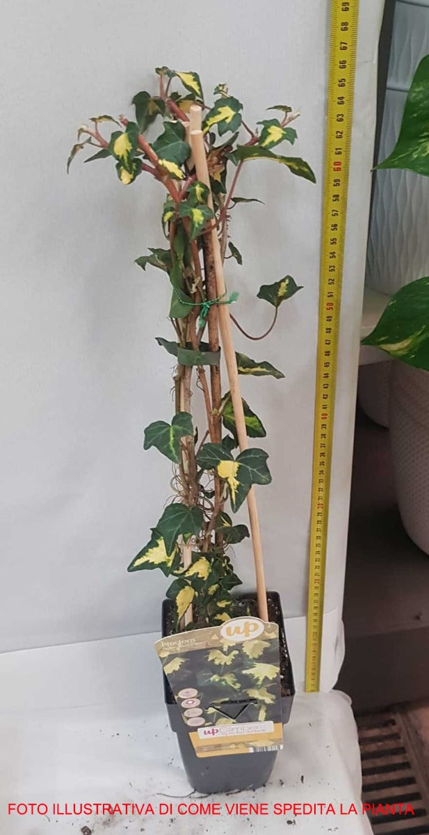 HEDERA HELIX GOLDHEART IN VASO 15CM