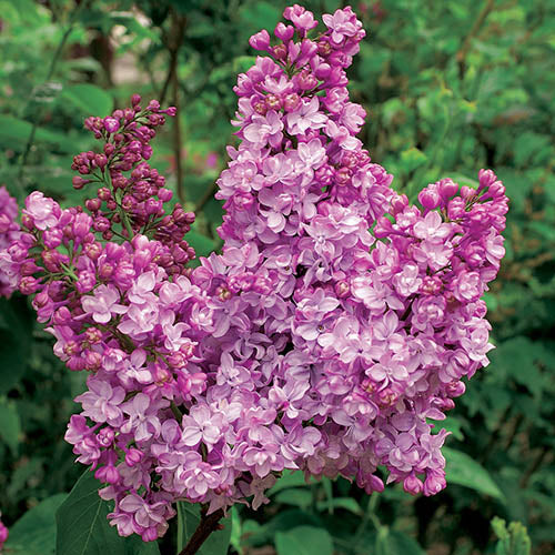 LILLA O SYRINGA VULGARIS PAUL DESCHANEL VASO DA 21CM
