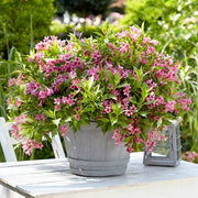 WEIGELA PICOBELLA ROSA VASO 17CM