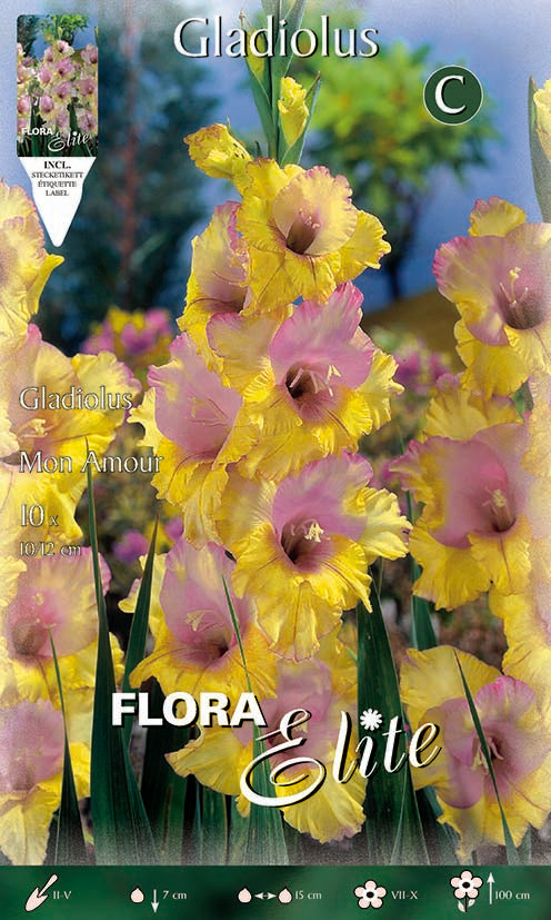 OFFERTA 30 BULBI GLADIOLI A FIORI GRANDI MON AMOUR