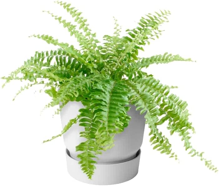 VASO GREENVILLE EASY HANGER SINGLE WHITE