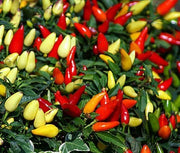 CAPSICUM ANNUUM MIX PEPERONCINO ORNAMENTALE VASO 17CM
