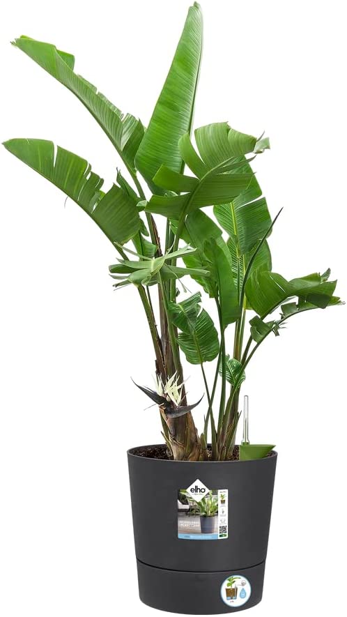 VASO GREENSENSE AQUA CARE ROUND 43CM CHARCOAL GREY GRIGIO SCURO