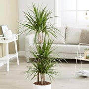 DRACENA MARGINATA TRONCHETTO DELLA FELICITÀ VASO 22CM H110CM