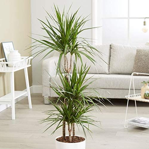 DRACENA MARGINATA TRONCHETTO DELLA FELICITÀ VASO 22CM H110CM