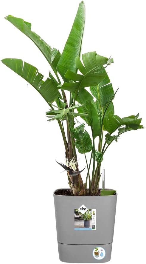 VASO GREENSENSE AQUA CARE SQUARE 38CM LIGHT CONCRETE GRIGIO