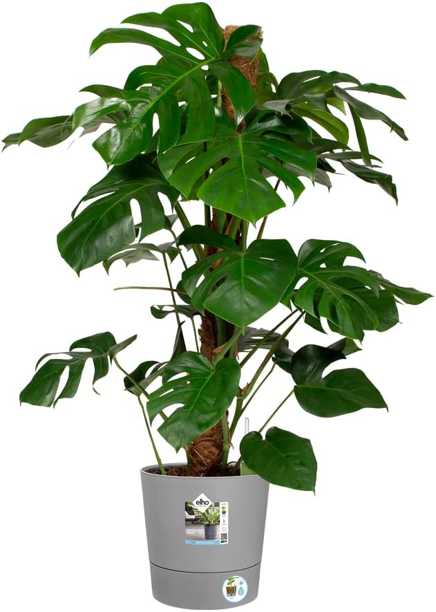 VASO GREENSENSE AQUA CARE ROUND 35CM LIGHT CONCRETE GRIGIO