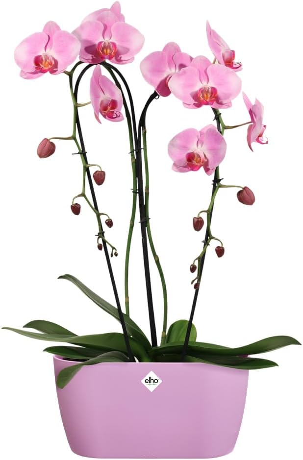 FIORIERA PER ORCHIDEE BRUSSELS ORCHID DUO 25CM VIVID VIOLET