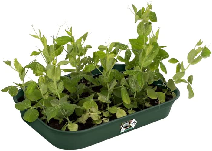 VASO DA COLTURA GREEN BASICS GROW TRAY M LEAF GREEN