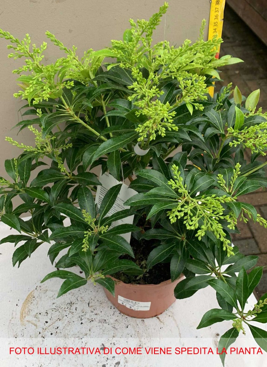 PIERIS SCARLET O'HARA VASO 17CM
