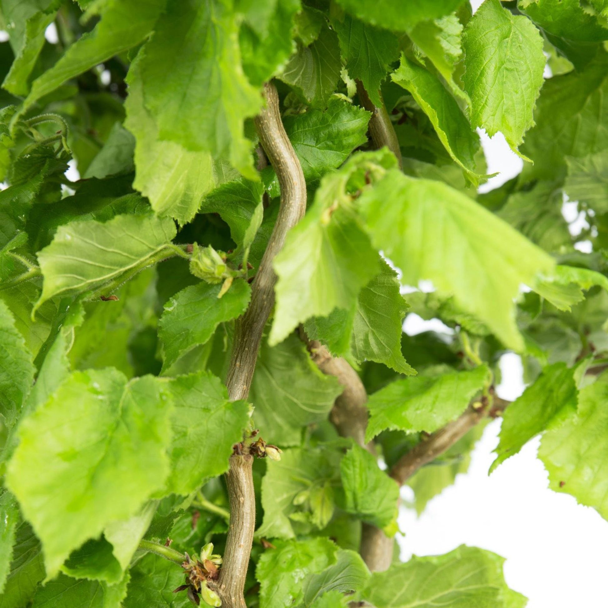 CORYLUS AVELLANA CONTORTA SCOOTER IN VASO 17CM
