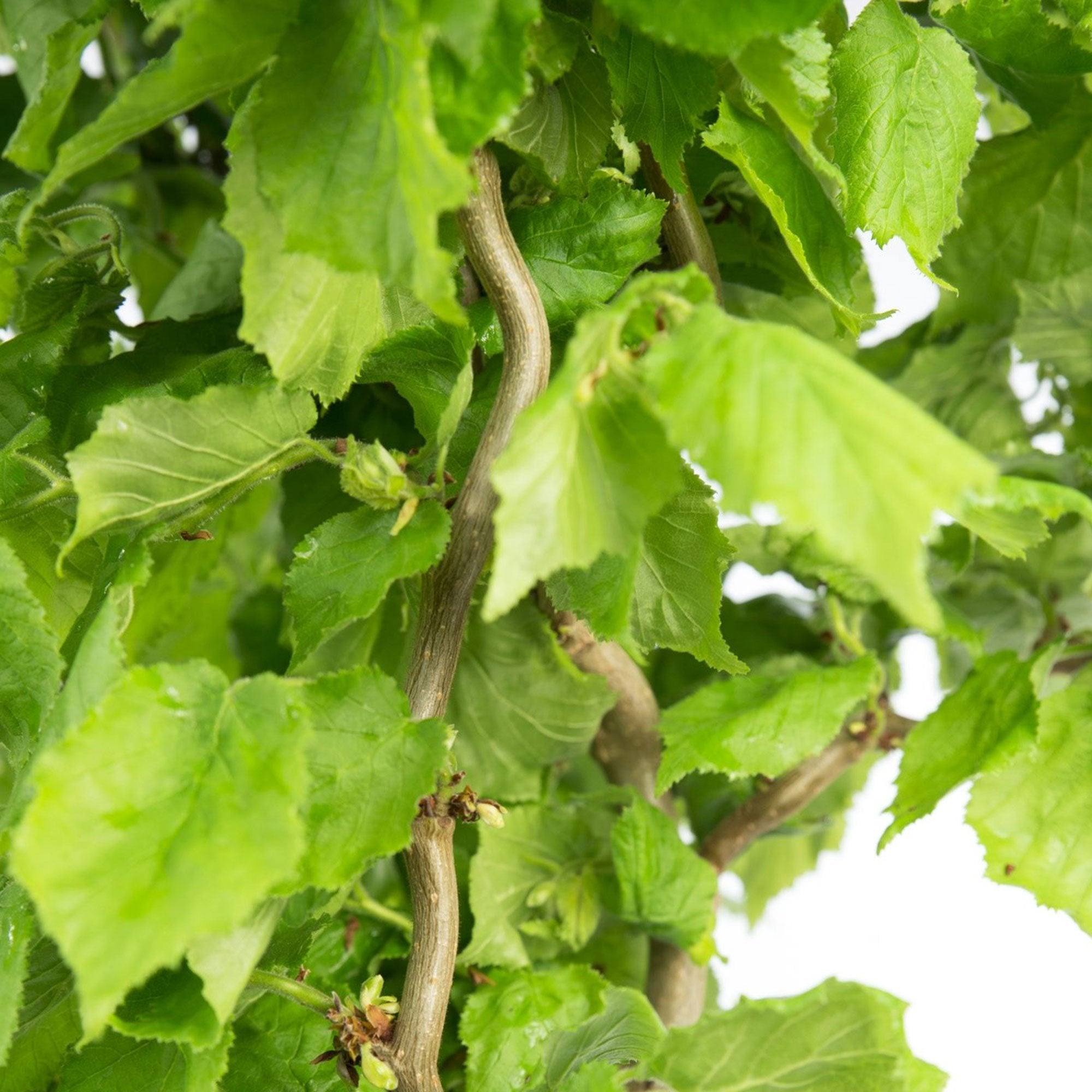 CORYLUS AVELLANA CONTORTA SCOOTER IN VASO 17CM