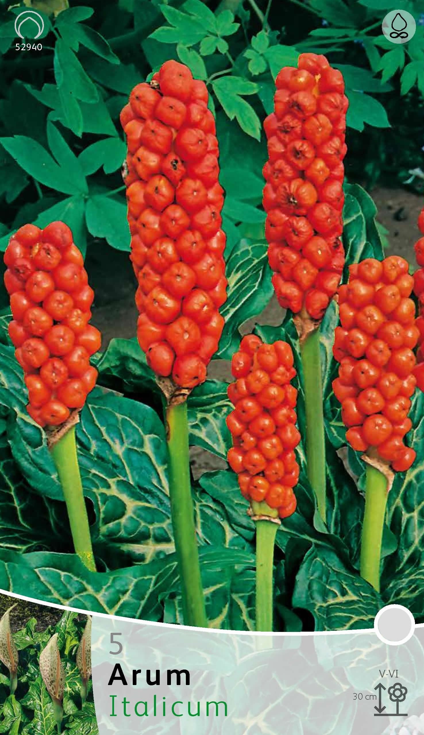 ARUM ITALICUM (CONFEZIONE DA 3 RADICI)