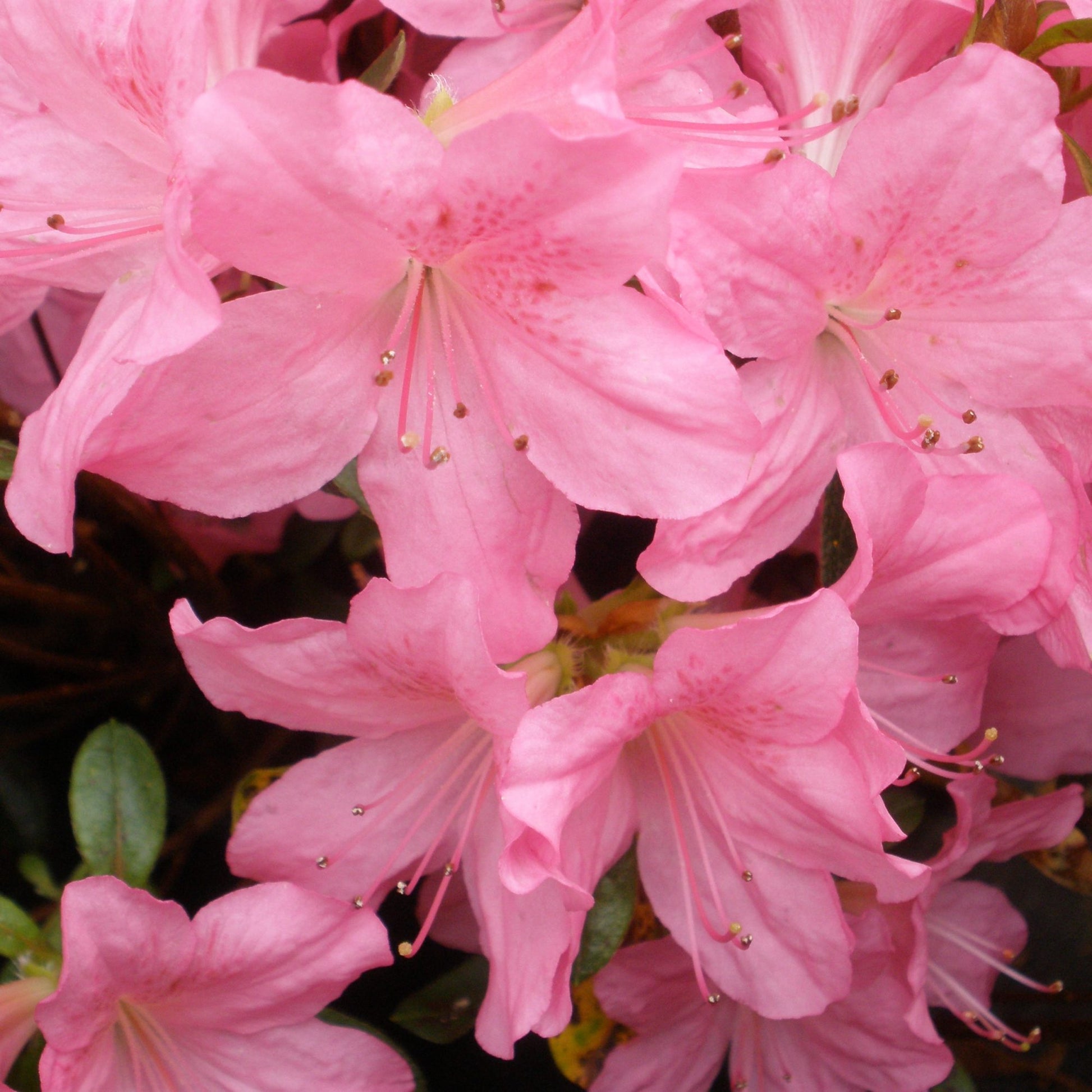 AZALEA JAPONICA RUSTICA GILBERT MULLIE VASO 15CM