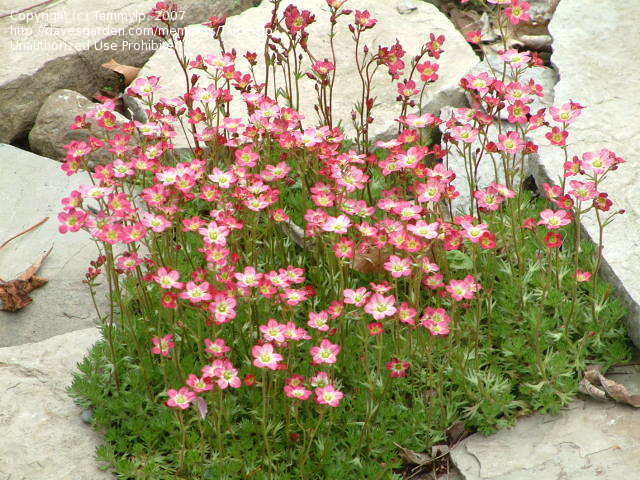 SAXIFRAGA ARENDSII IN VASO 13CM
