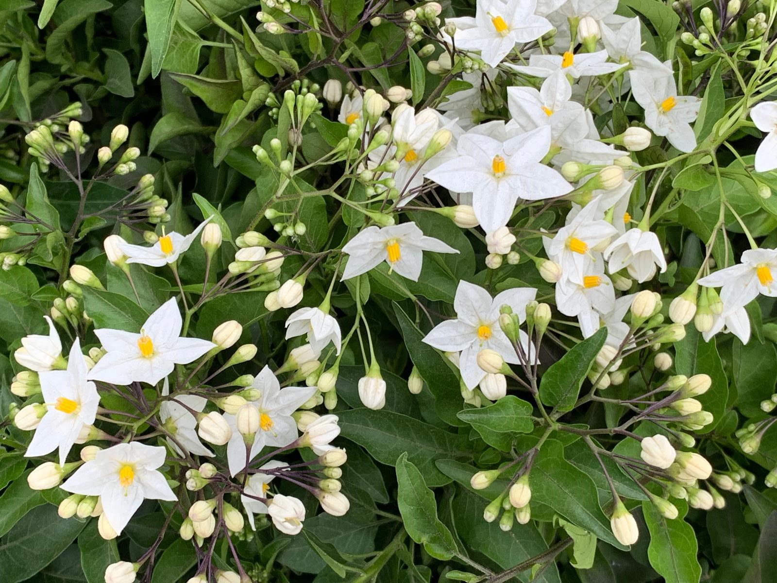 SOLANUM JASMINOIDES GELSOMINO DI NOTTE VASO 14CM