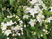 SOLANUM JASMINOIDES GELSOMINO DI NOTTE VASO 14CM
