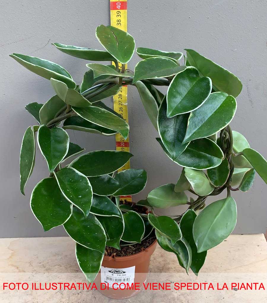 HOYA AUSTRALIS SUZIE VARIEGATA FIORE DI CERA VASO 12CM