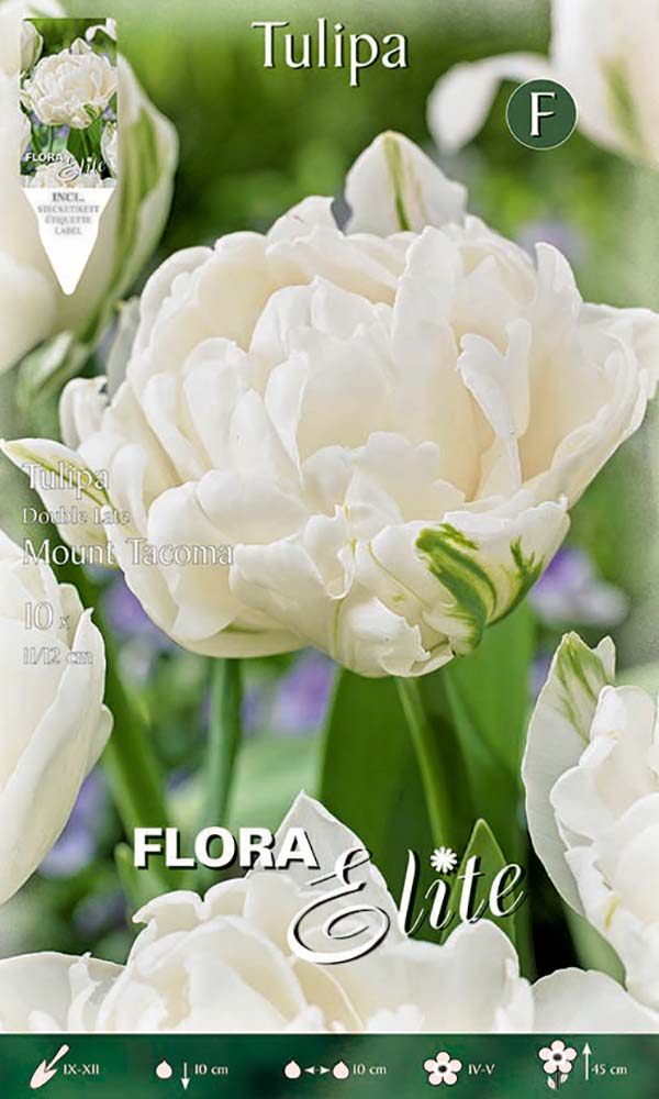Bulbi di tulipano Double Late Mount Tacoma  (CONFEZIONE DA 7 BULBI)