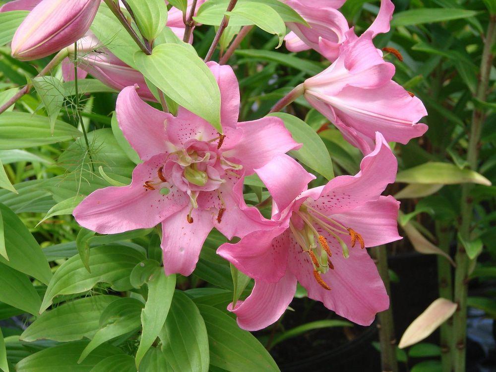 LILIUM ORIENTALE ROSA IN VASO 17CM