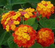 LANTANA CAMARA VASO 30CM