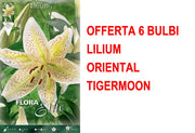 OFFERTA 6 BULBI LILIUM ORIENTAL TIGERMOON