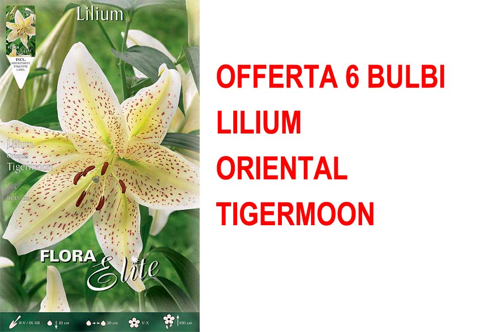 OFFERTA 6 BULBI LILIUM ORIENTAL TIGERMOON