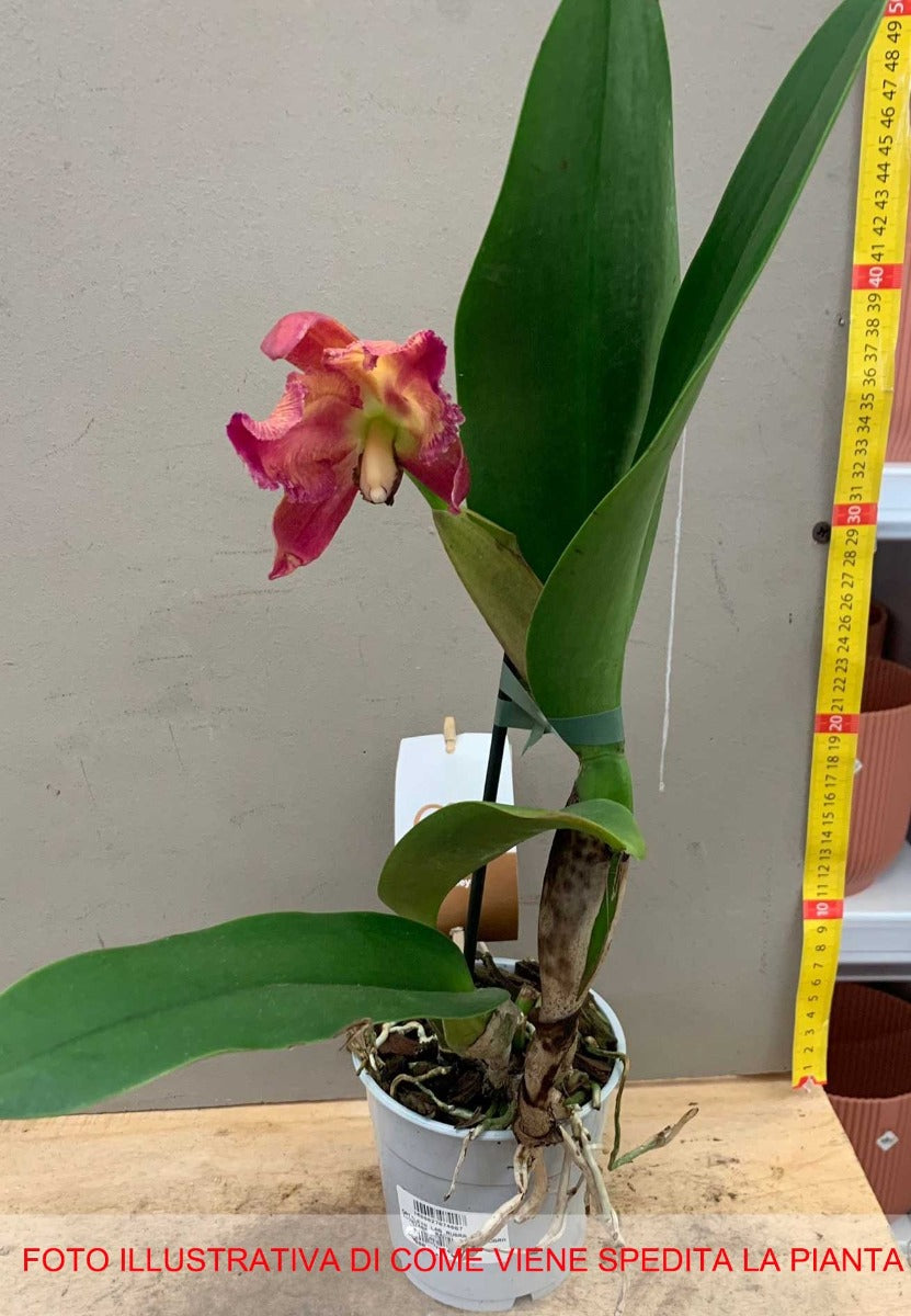 ORCHIDEA CATTLEYA ROSA SCURO VASO 12CM