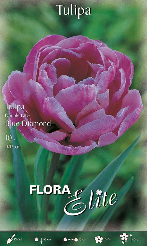 Bulbi di Tulipano Double Late Blue Diamond (CONFEZIONE DA 7 BULBI)