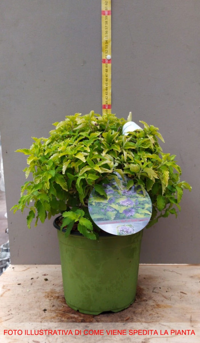 CARYOPTERIS CLAN HINT OF GOLD VASO 18CM