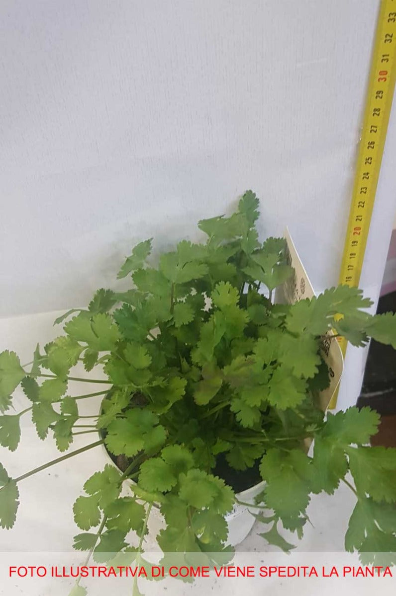 CORIANDOLO VASO 14CM