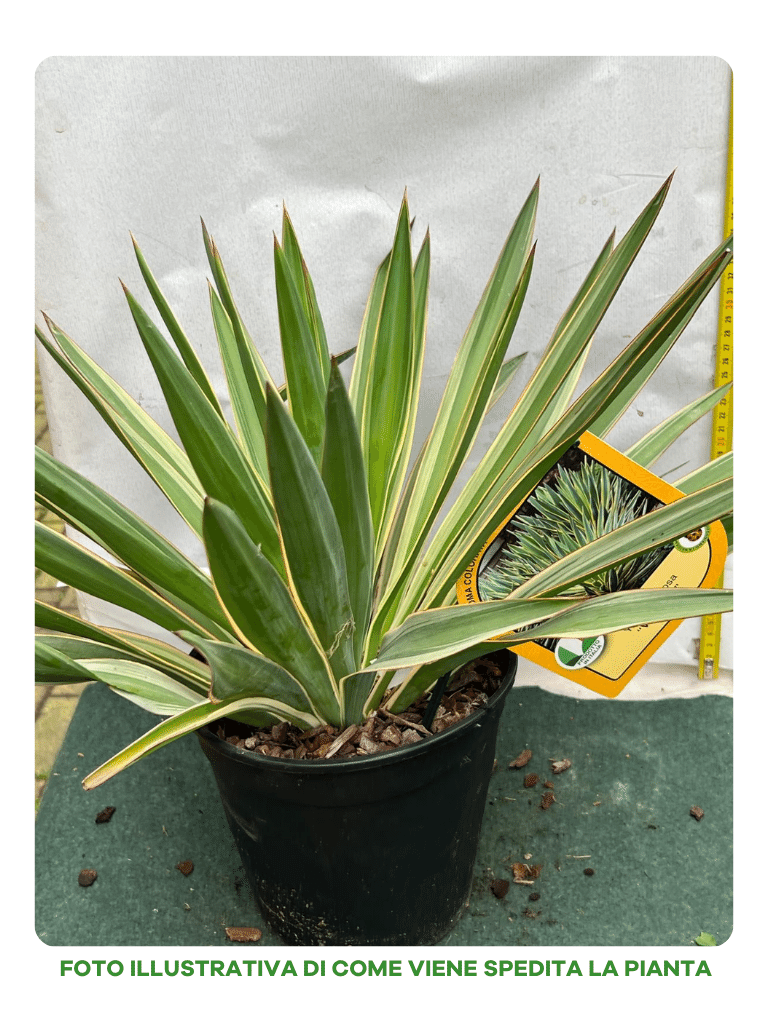 YUCCA GLORIOSA VARIEGATA VASO 18CM