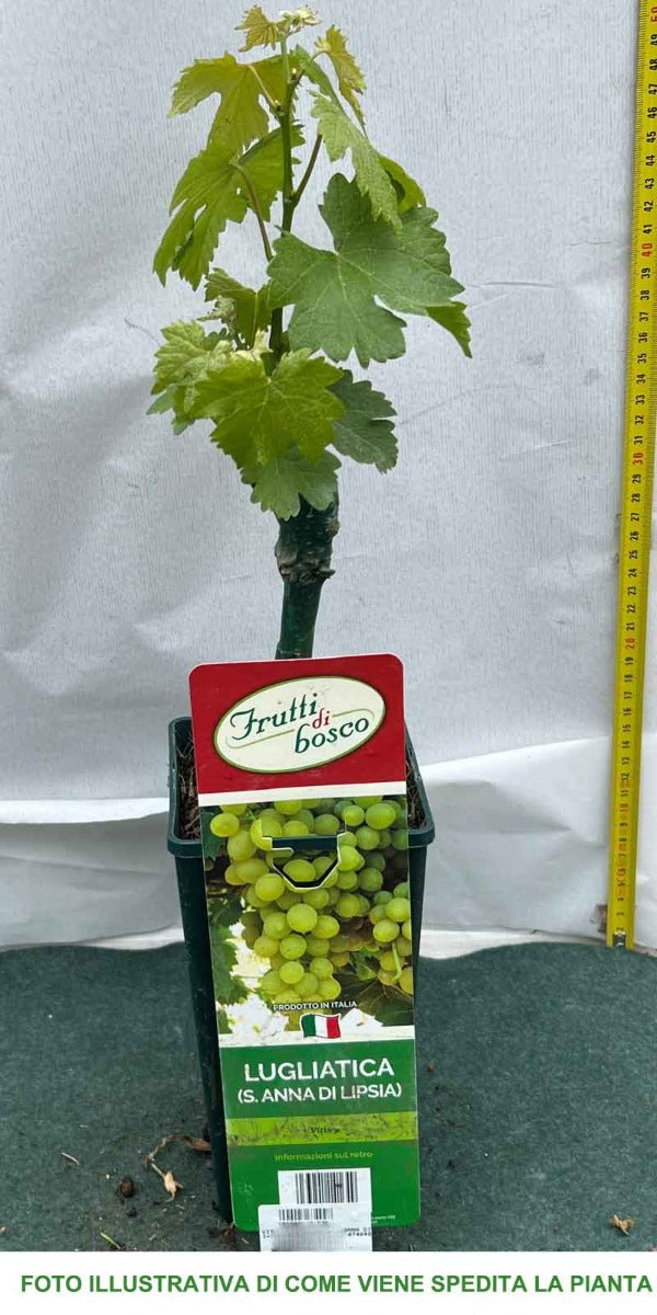 UVA LUGLIENGA LUGLIATICA O SANT'ANNA VASO 12CM