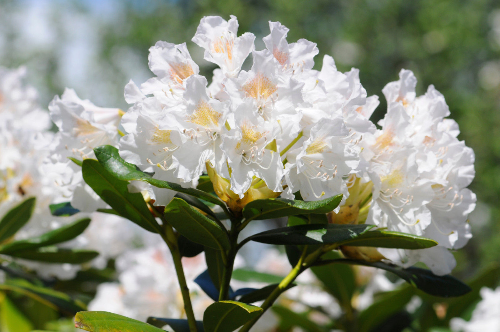 RODODENDRO BIANCO IN VASO 17CM