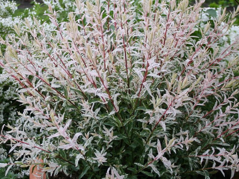 SALIX SALICE FLAMINGO VASO 18CM