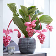 MEDINILLA FLAMENCO VASO 17CM